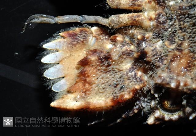 皺褶蟬蝦藏品圖，第3張