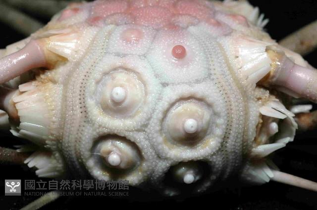 顆粒硬頭帕藏品圖，第3張