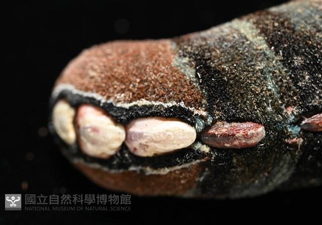 眼形隱板石鱉藏品圖，第3張
