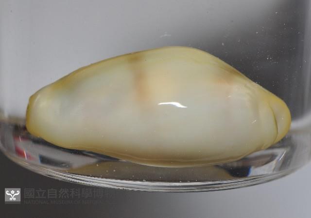 黃寶螺藏品圖，第3張