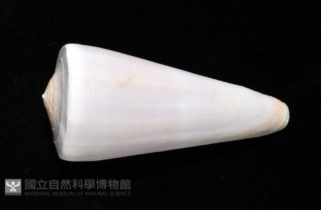 胭脂芋螺藏品圖，第3張