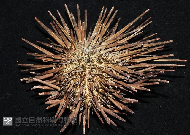 口鰓海膽藏品圖，第3張