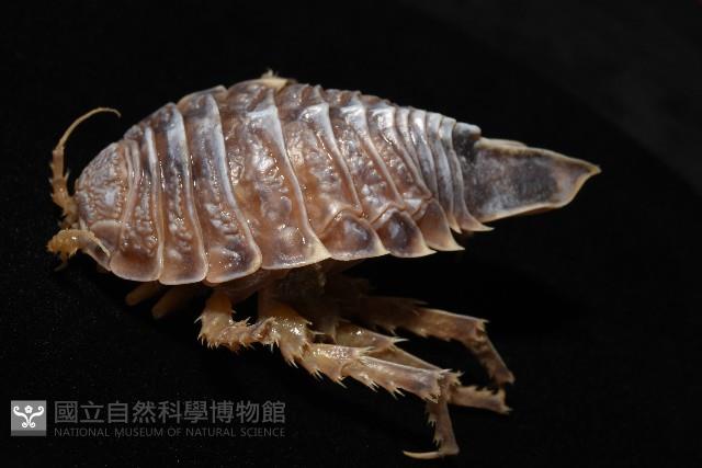 南極劍突水虱藏品圖，第3張