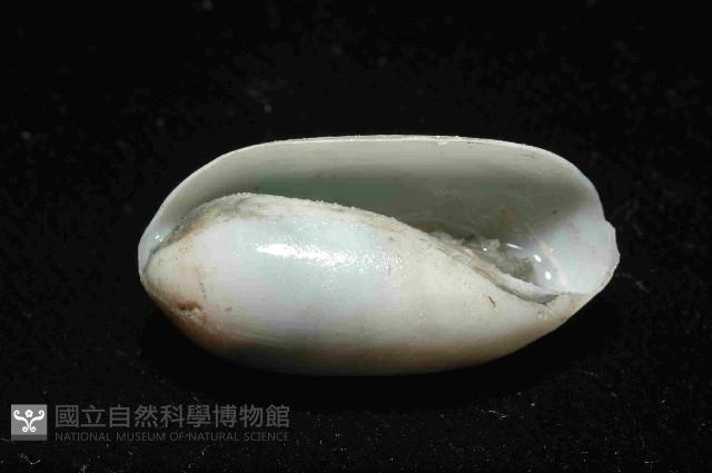 未知種深海粗米螺藏品圖，第3張