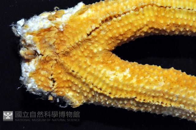 呂宋棘海星藏品圖，第3張