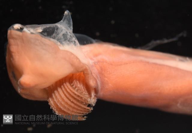 外藤壺藏品圖，第3張