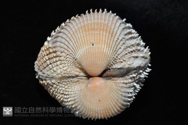 多刺鳥尾蛤藏品圖，第3張