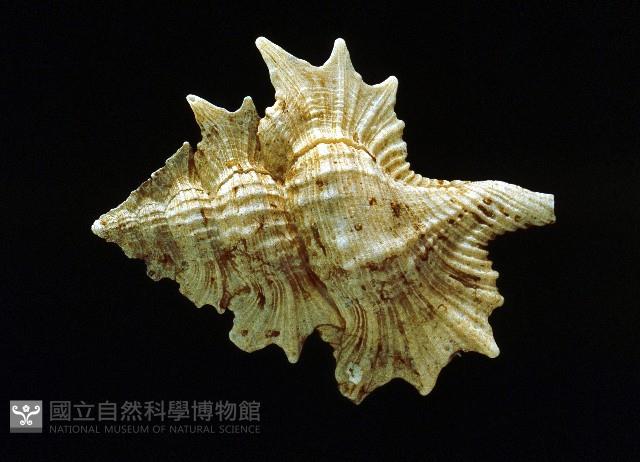 翼法螺藏品圖，第3張
