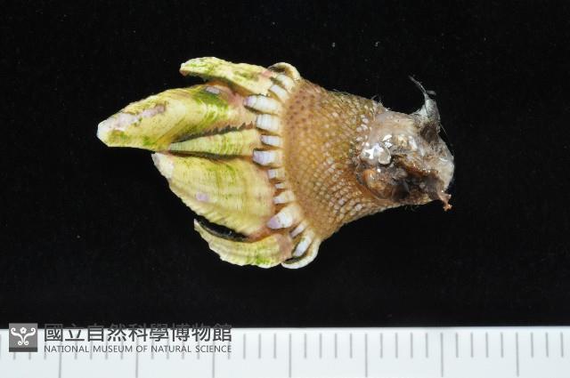 龜足茗荷(龜爪茗荷)藏品圖，第3張