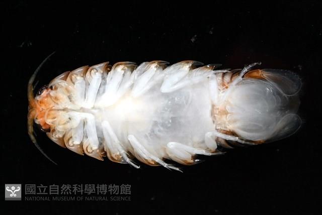 未知種紡錘水虱藏品圖，第3張