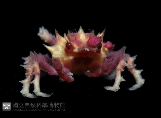 奧氏櫻蛛蟹藏品圖，第3張