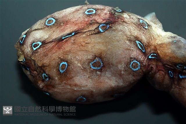 未知種藍環章魚藏品圖，第3張