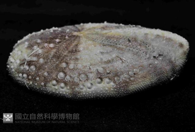 扁仙壺海膽藏品圖，第3張