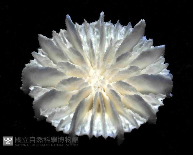 韋氏冠杯珊瑚藏品圖，第3張