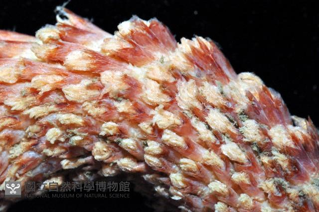 麥氏棘羽海鰓藏品圖，第3張