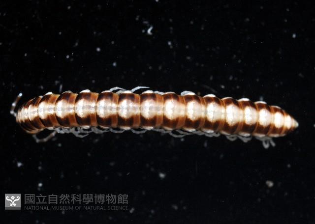 霍氏繞馬陸藏品圖，第3張