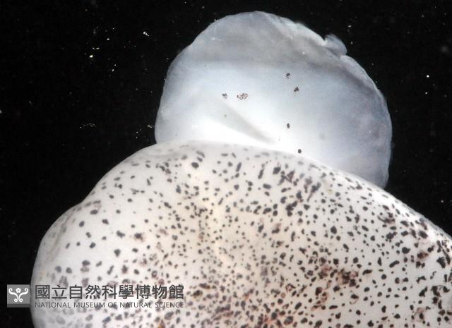四盤耳烏賊藏品圖，第3張