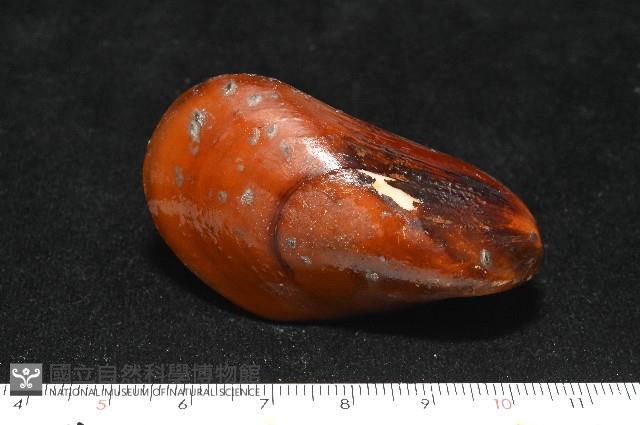 平端深海殼菜蛤藏品圖，第3張