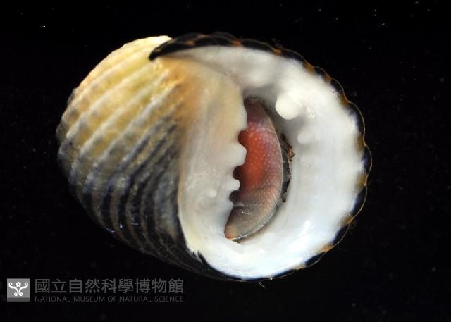黑肋蜑螺藏品圖，第3張