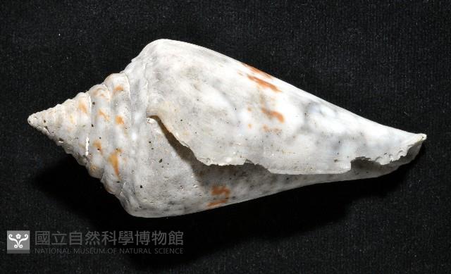 大佛塔芋螺藏品圖，第3張