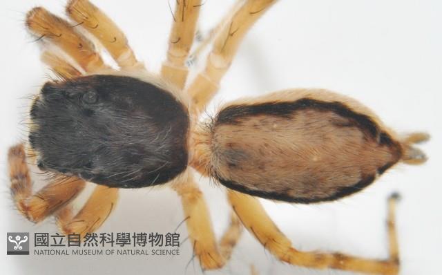 雙帶扁蠅虎藏品圖，第3張