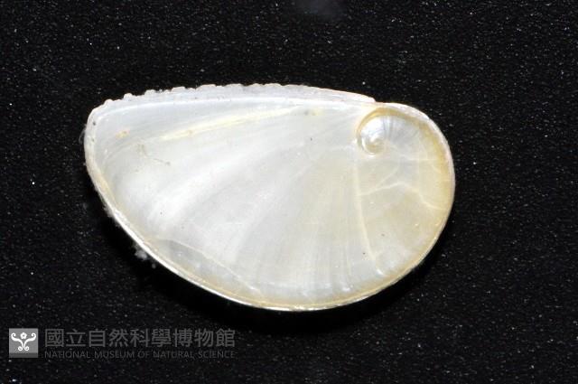 玉螺之一種藏品圖，第3張