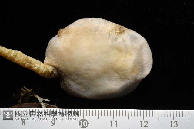 北極有柄海鞘藏品圖，第3張