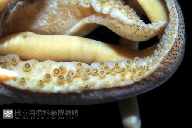 絲腕烏賊(新種)藏品圖，第3張