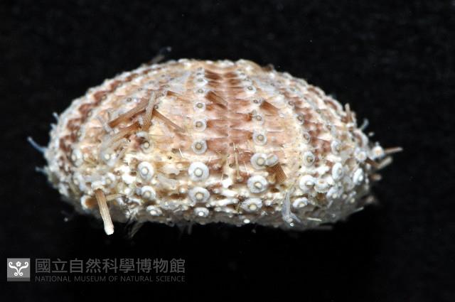 芮氏刻肋海膽藏品圖，第3張
