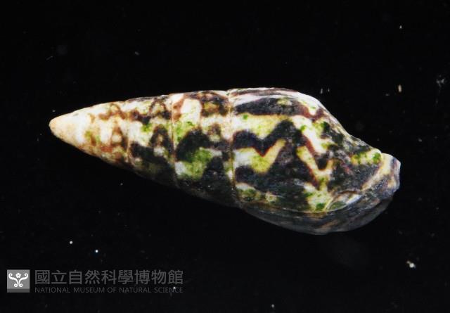 似長麥螺(馬登氏麥螺)藏品圖，第3張