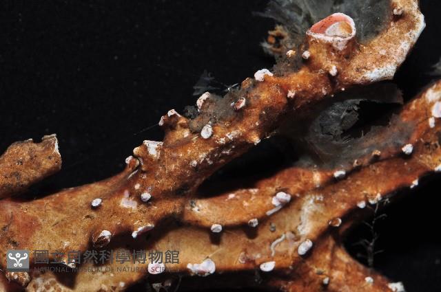 未知種紅珊瑚藏品圖，第3張