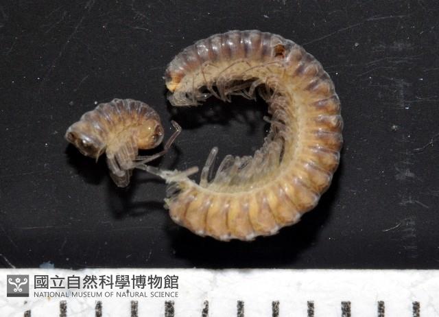 棘刺東京泡馬陸藏品圖，第3張