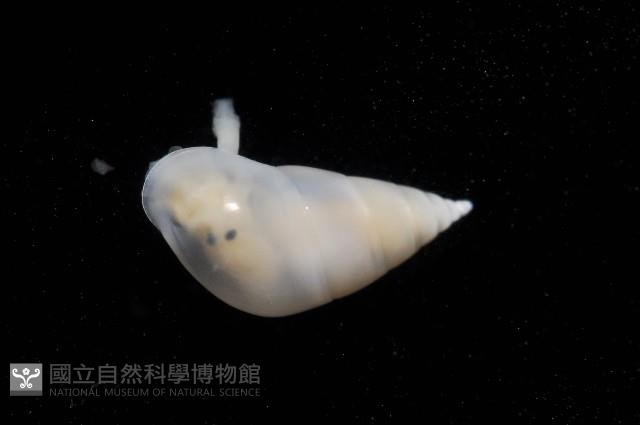 瓷螺之一種藏品圖，第3張
