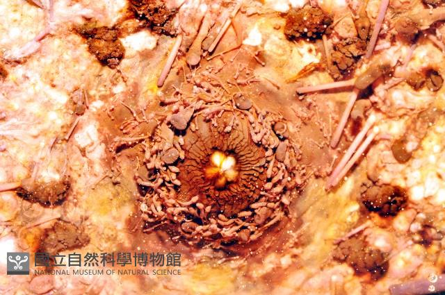 加州紅海膽藏品圖，第3張