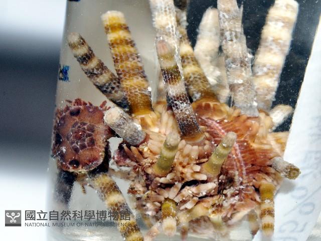 冠棘真頭帕海膽藏品圖，第3張