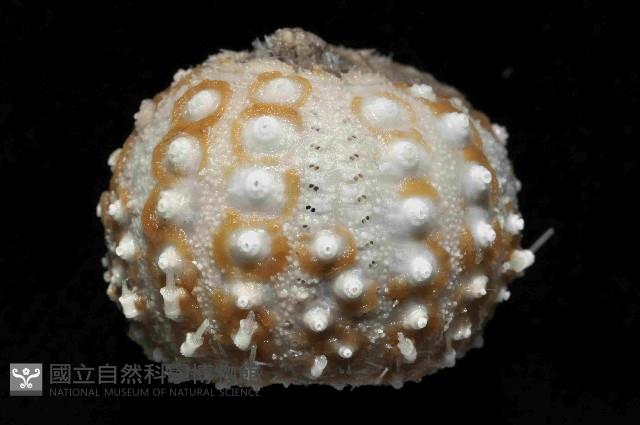 印度近冠海膽藏品圖，第3張