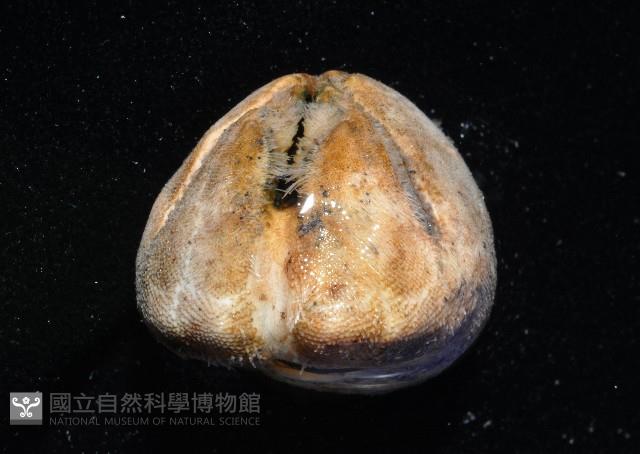 命運神海膽藏品圖，第3張