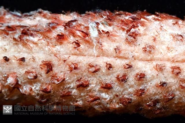 麥氏棘羽海鰓藏品圖，第3張