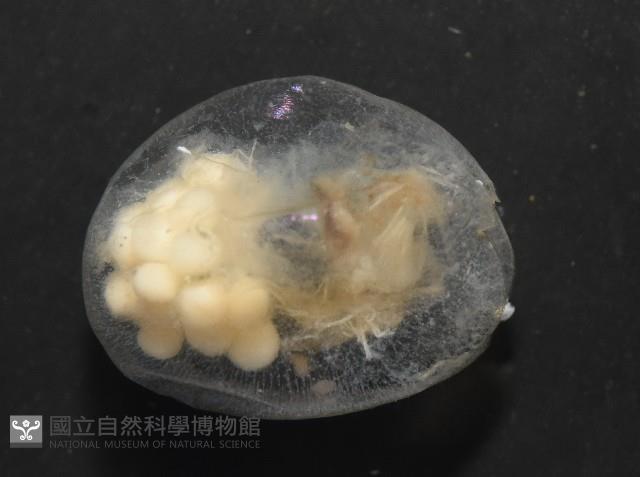 未知種海螢藏品圖，第3張