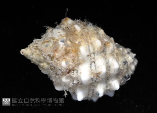 紫口岩螺藏品圖，第3張