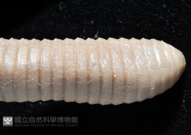 高屏遠環蚓藏品圖，第3張