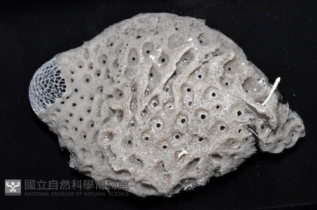 未知種拂子偕海綿藏品圖，第3張