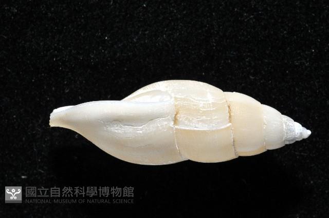 子彈布紋螺藏品圖，第3張