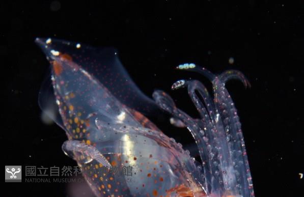 線紋擬鉤腕魷藏品圖，第3張