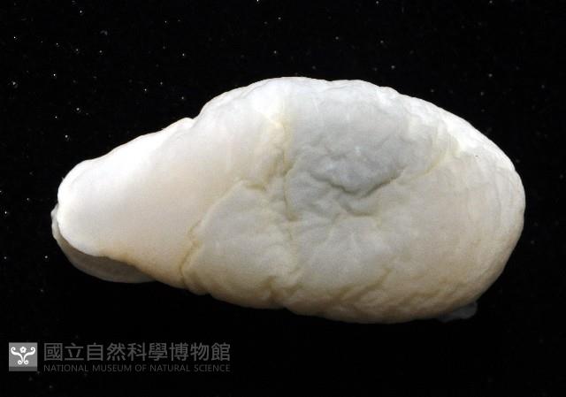 翡翠螺藏品圖，第3張