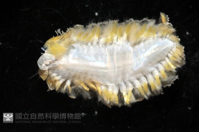 粗糙雙指鱗蟲藏品圖，第3張