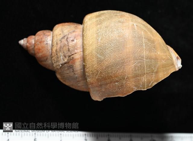 波部鳳螺藏品圖，第3張