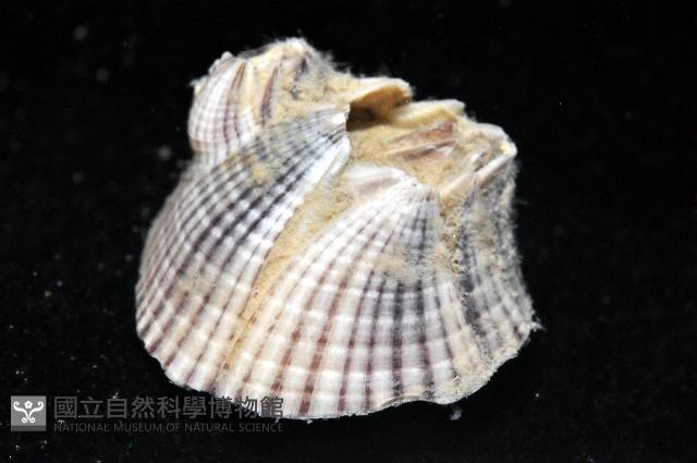 網紋藤壺藏品圖，第3張