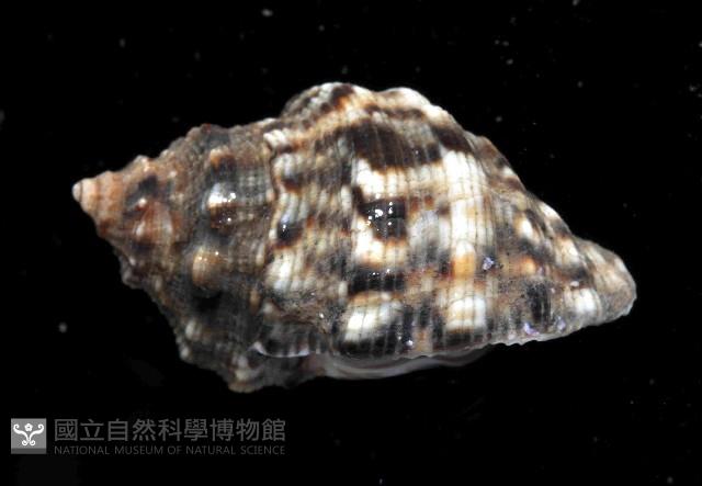 蚵岩螺藏品圖，第3張