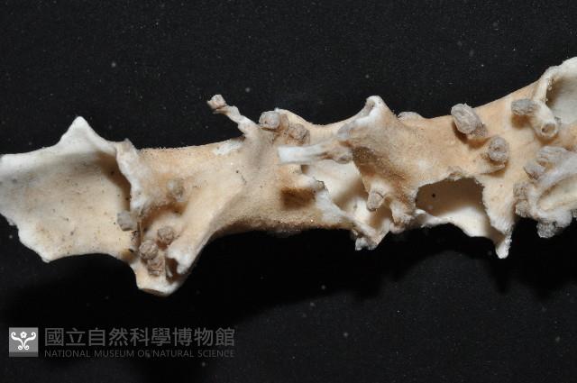 未知種莖管珊瑚藏品圖，第3張